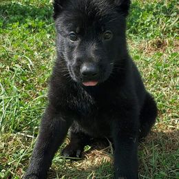 German Shepherd Puppies from Sheldon Shepherds LLC