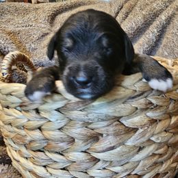 Muffin - Tri-color female Bernedoodle puppy in Candia, New Hampshire from Joyful Pastures Homestead