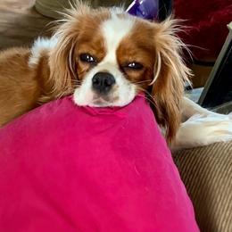 Pocket - Cavalier King Charles Spaniel