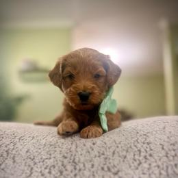 Light blue collar boy - Apricot male Goldendoodle puppy in Dupont, Washington from Willow Tree Doodles