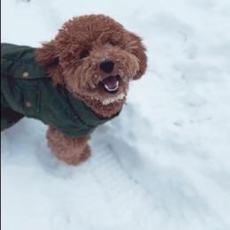 Goldendoodle All Grown Up from Skyline Doodles