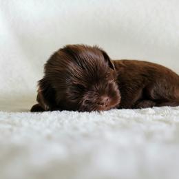 Shih Tzu Puppies from Nelly Kolomiyets