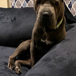 Chinese Shar-Pei from Kelli's Chinese Shar-Pei
