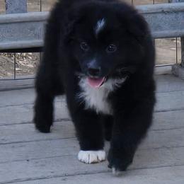 Star - Black & white female Australian Shepherd puppy in Squaw Valley, California from A&M Australian Shepherds
