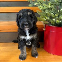Green collar boy - Phantom male Bernedoodle puppy in Hines, Oregon from Switch Canyon Doodles