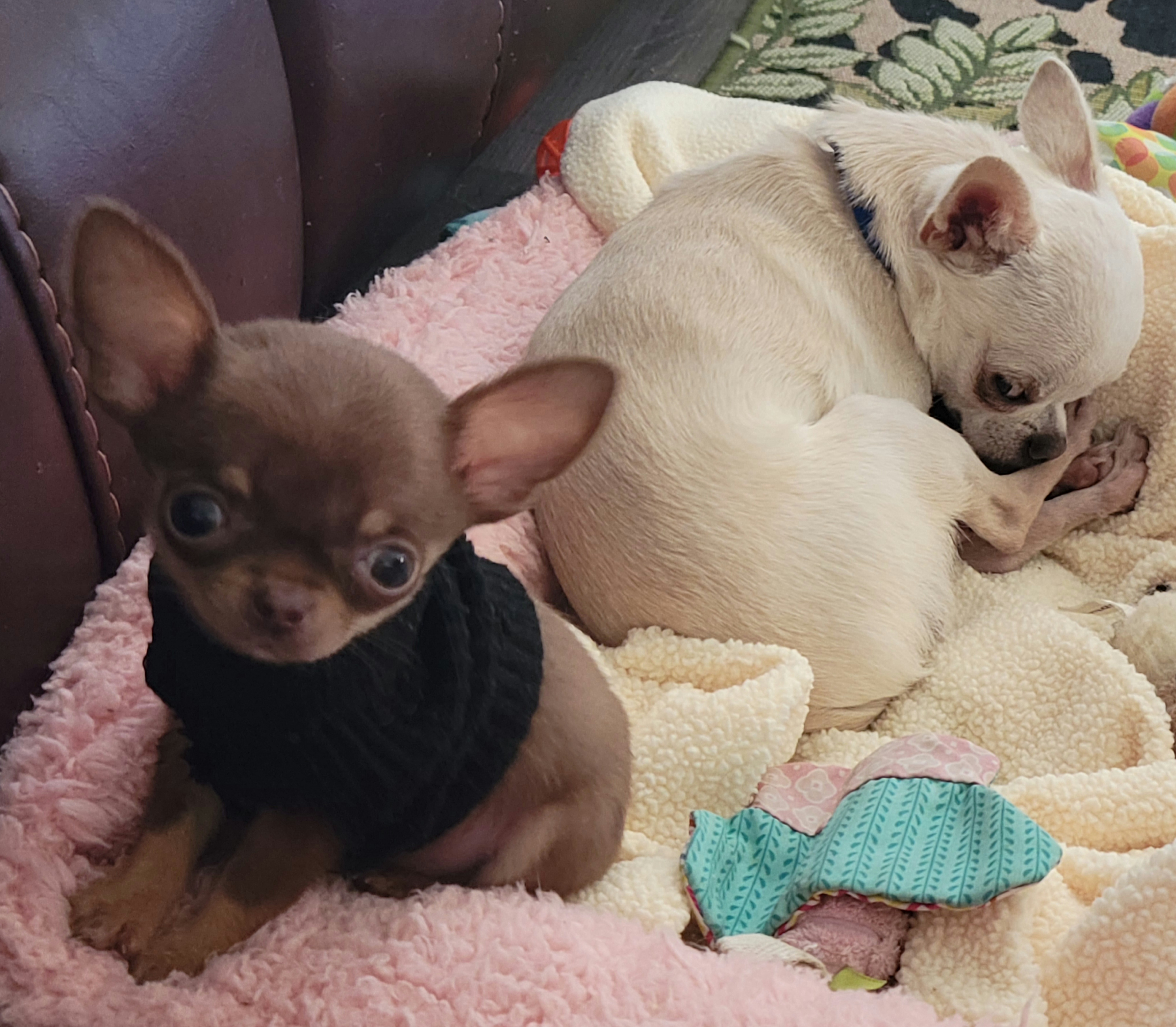 Chihuahuas from Bono's  Chihuahuas LLC