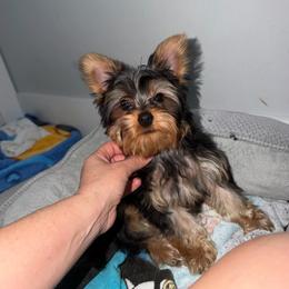 Kinchay - Blue and gold male Yorkshire Terrier puppy in Fort Myers, Florida from Katherine’s Yorkies and Poodles
