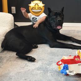 Cane Corso Puppies from Central Jersey K9