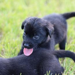Mouse - Black female Labrador Retriever puppy in Morrilton, Arkansas from Ancient Dogges Performance Dogs