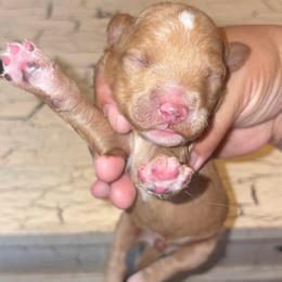 Girl 2 - Apricot female Goldendoodle puppy in Holly, Colorado from Vida’s Loving Doodles