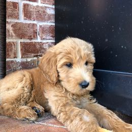 Goldendoodle Puppies from Idyllic Doodles