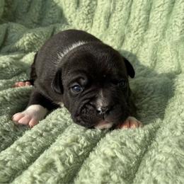 Black widow - Black female American Staffordshire Terrier puppy in Byron, Georgia from Lelani