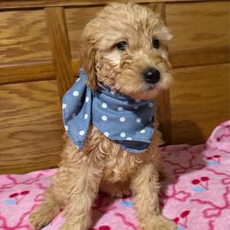 Hunter - Cream male Goldendoodle puppy in Centralia, Missouri from Oodles Of Doodles Mo.