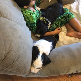 Pyredoodle and Sheepadoodle Puppies from Davis Family Doodles