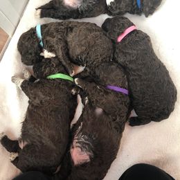Lagotto Romagnolo Puppies from Bella Fiore Lagottos