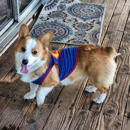 Grogu - Pembroke Welsh Corgi