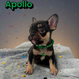 Apollo - Tricolors male French Bulldog puppy in Amarillo, Texas from Bomb City Bulldogs
