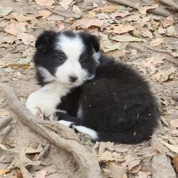 Border Collie Puppies from BC Dogs at the Rodgers