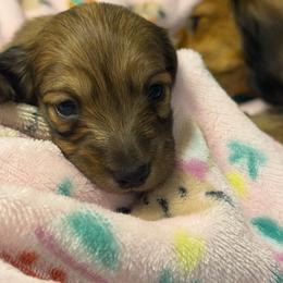 Male pup - Cream male Dachshund puppy in Hensley, Arkansas from Fink Dachshund Farm - Central Arkansas
