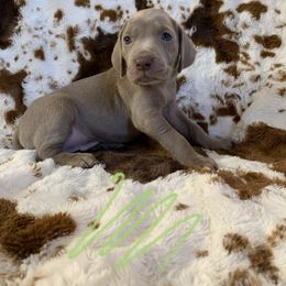 Weimaraner Puppies from Golden Hill’s Weimaraner’s