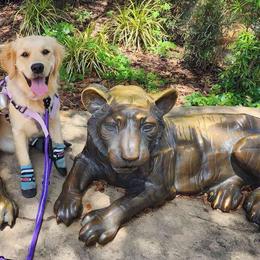 Andy - Golden Retriever