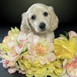 Dachshund Puppies from Veronica Vasquez