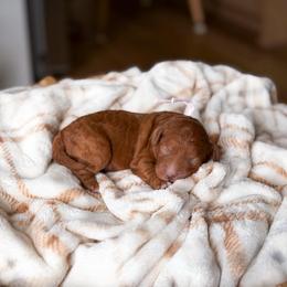 Hazel - Red  female Goldendoodle puppy in Southeast Arcadia, Florida from Desoto Doodles