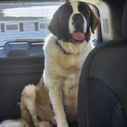 Zorah - Saint Bernard