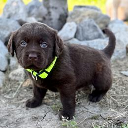 Drake - Chocolate male Dilute Retriever puppy in Baldwin City, Kansas from Hedge Lane Labradors