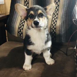 "Wynn-Pet home " Pembroke Welsh Corgi Puppies from CircleKbar Corgis
