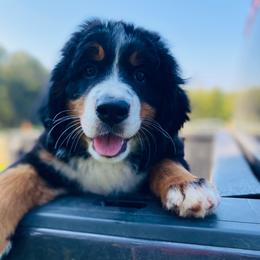 Bernese Mountain Dog Puppies from Rooted Branch Farm