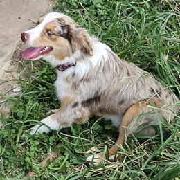 Romeo - Miniature Australian Shepherd