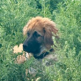 Uriah- black - Tan male Colorado Mountain Dog puppy in Cotopaxi, Colorado from Once Upon A Moose (OUM)