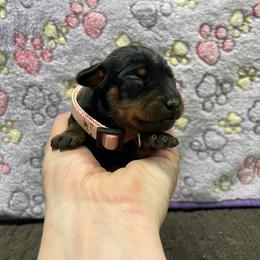 Mira - Black and rust female Miniature Pinscher puppy in Lancaster, Missouri from White Stone Ranch