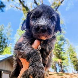 Al Green - Blue merle male Bernedoodle puppy in Pollock Pines, California from Ten Acre Wood Doodles