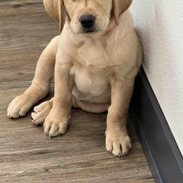 Labrador Retriever Puppies from Branley's Riverside Labradors