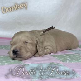 Donkey - AKC - Cream male Dachshund puppy in Alto, Texas from Double W Doxies