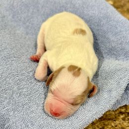 Boy 1 - Orange and white male Brittany puppy in Claxton, Georgia from Bull Creek Kennels