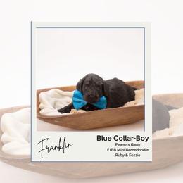 Blue collar - Franklin - Black male Bernedoodle puppy in Lexington, North Carolina from Deborah’s Doodles