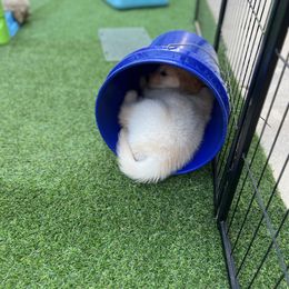 Golden Retriever Puppies from Jackson Farm Kennels