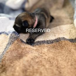 A1-5 Sable Girl (RESERVED) - Sable female German Shepherd puppy in Lincoln, California from Valor-K9s