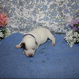 Maggie - Red speckled female Australian Cattle Dog puppy in Casa Grande, Arizona from Sonoran Dogz