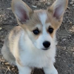 Boy 1 - Sable male Pembroke Welsh Corgi puppy in Tehachapi, California from Trotter Hill Farms
