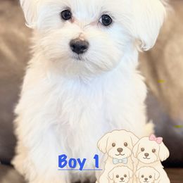 Maltese Puppies from LittleFurryFriends