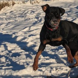 Rottweilers from Baker Pastures