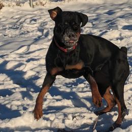 Rottweilers from Baker Pastures