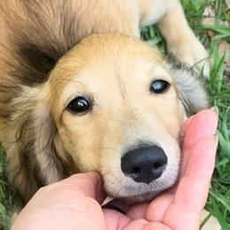 Henrey - Cream male Dachshund puppy in Inverness, Florida from Royalworth Kennel