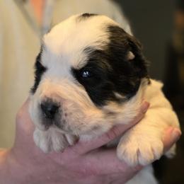 Central Asian Shepherd Dog and Skye Terrier Puppies from A Plus A