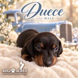 Duece - Black and tan male Dachshund puppy in Kemp, Texas from Koli Acres