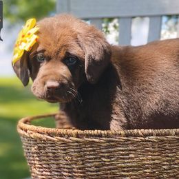 Labrador Retriever Puppies from Fieldside Pups